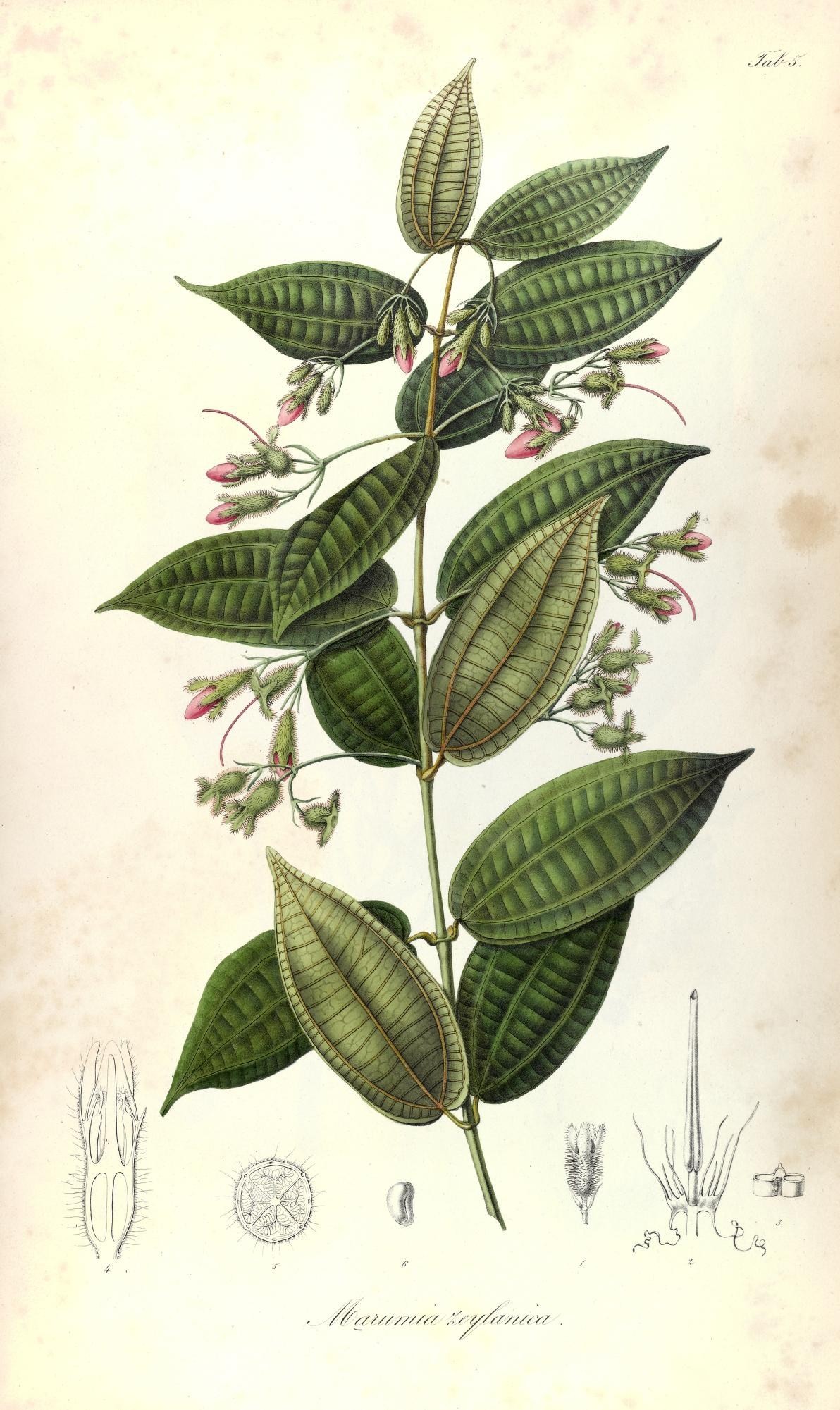 Macrolenes annulata
