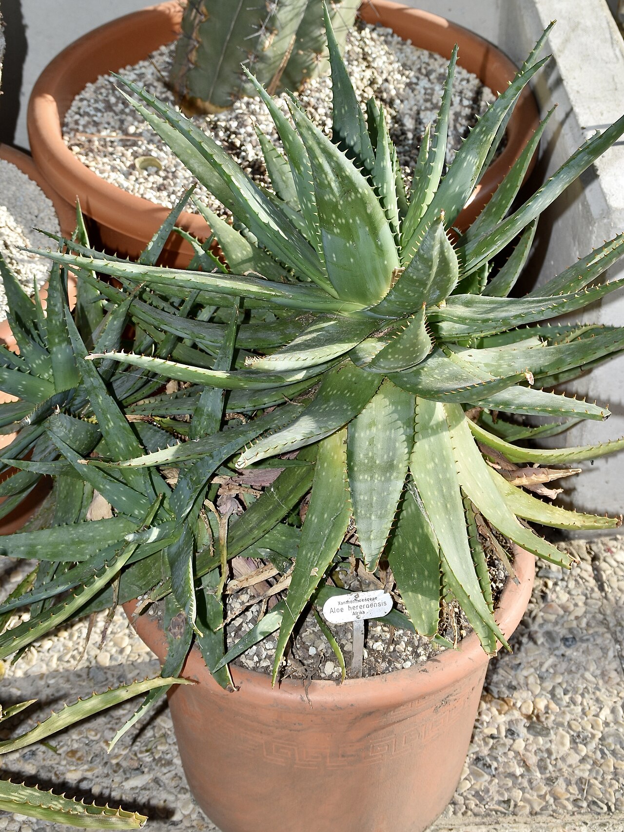 Aloe hereroensis