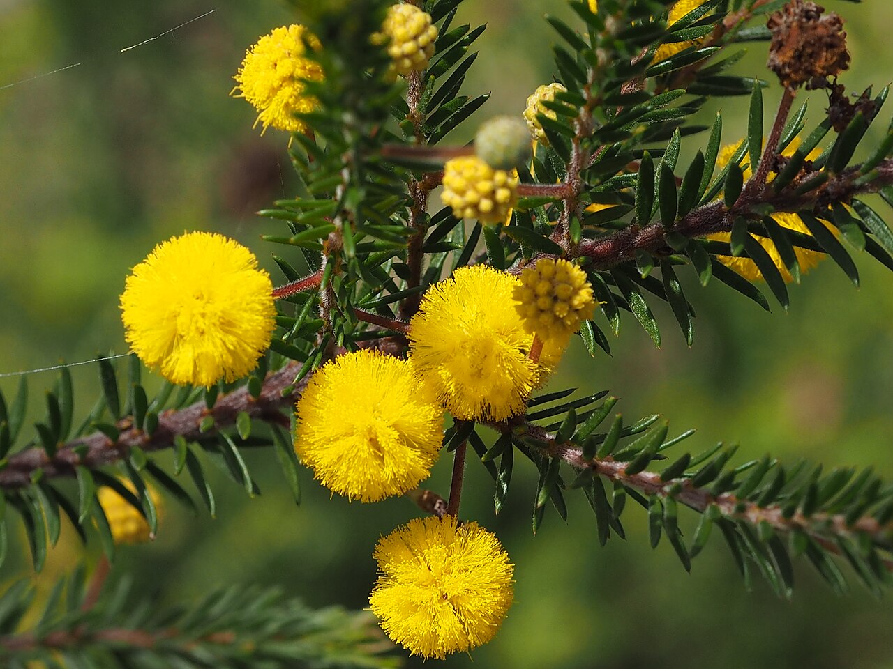 Acacia brunioides