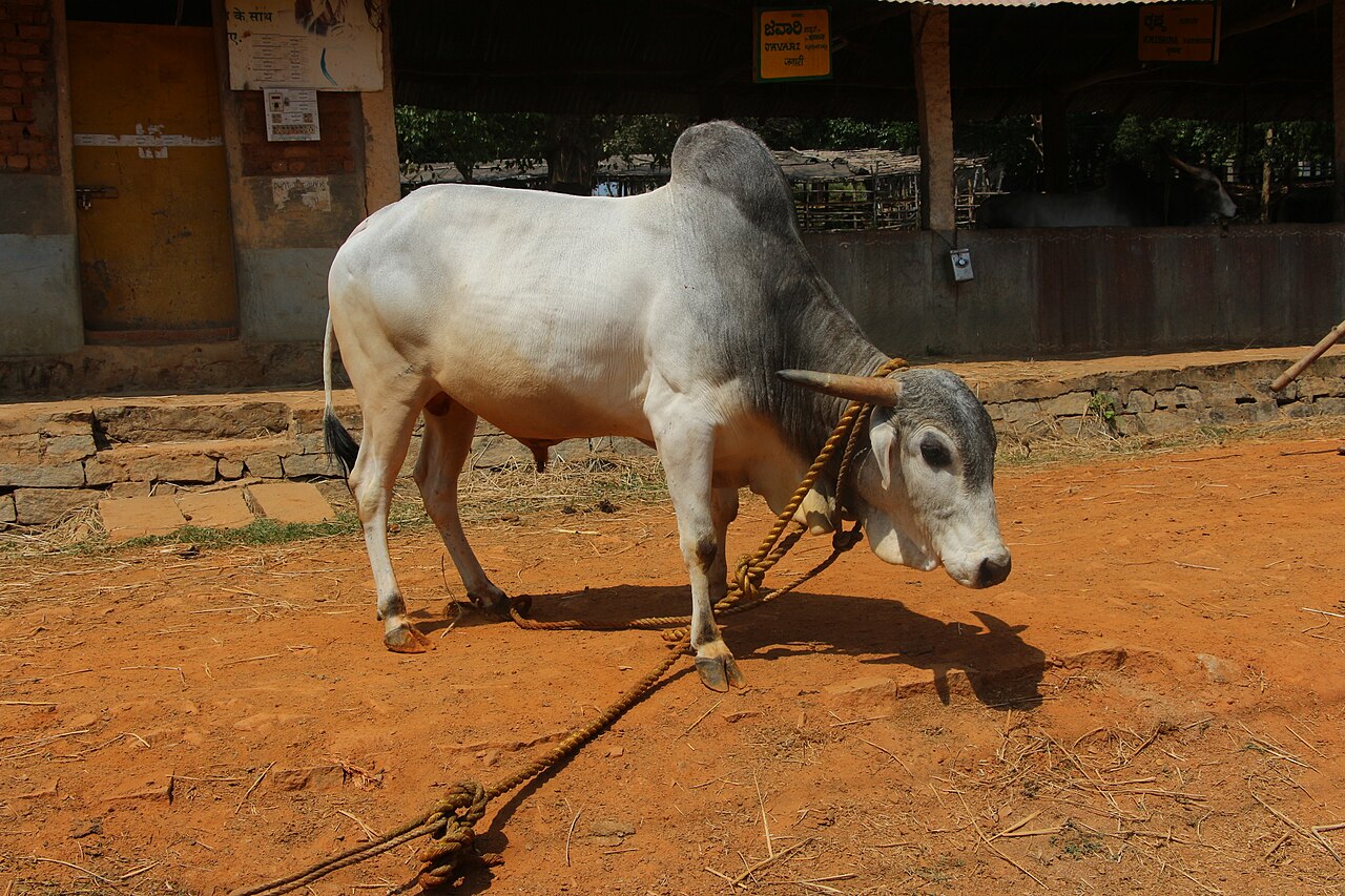 Gaolao cattle