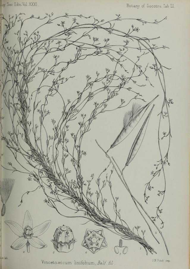 Vincetoxicum linifolium