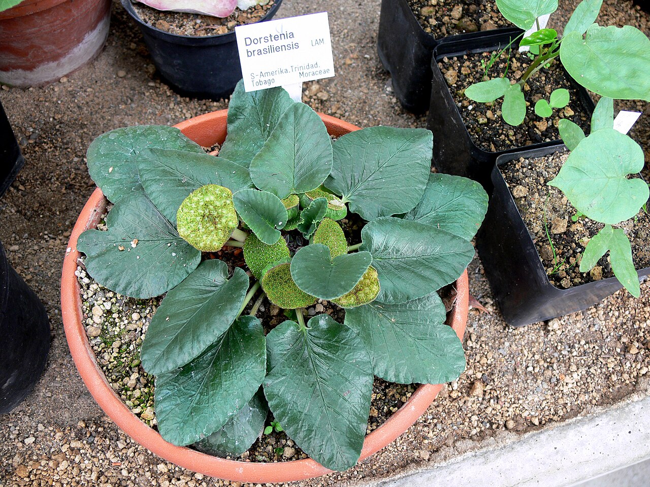 Dorstenia brasiliensis