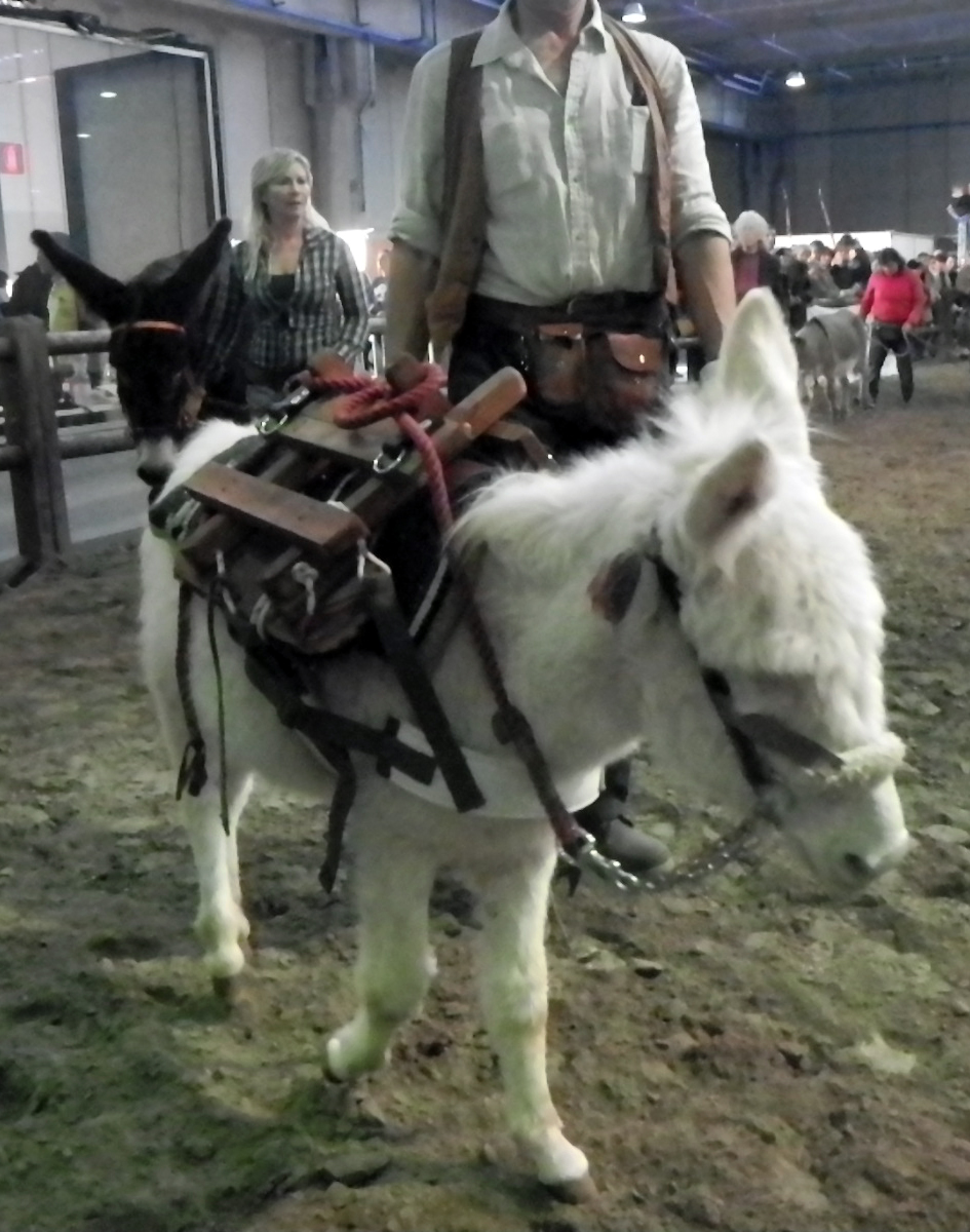 Ragusano donkey