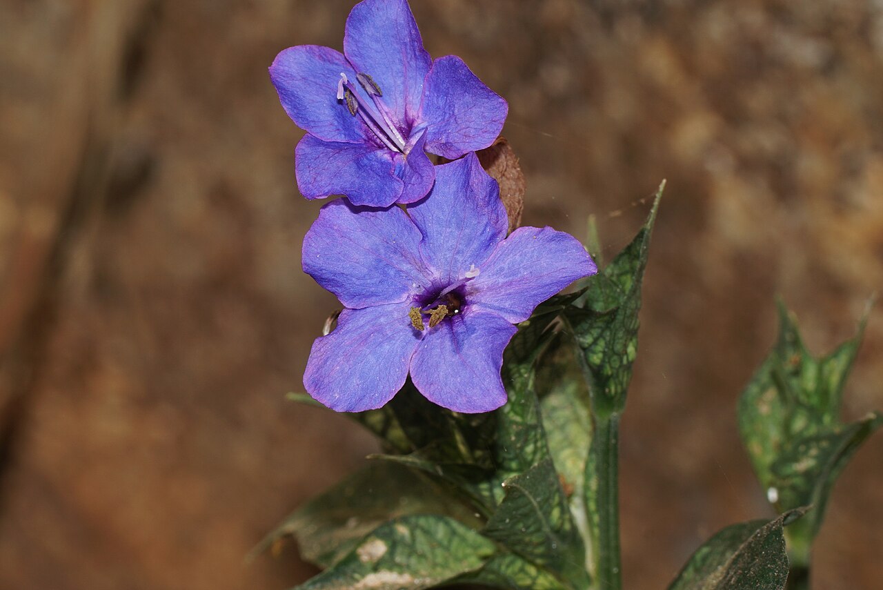 Blue eranthemum