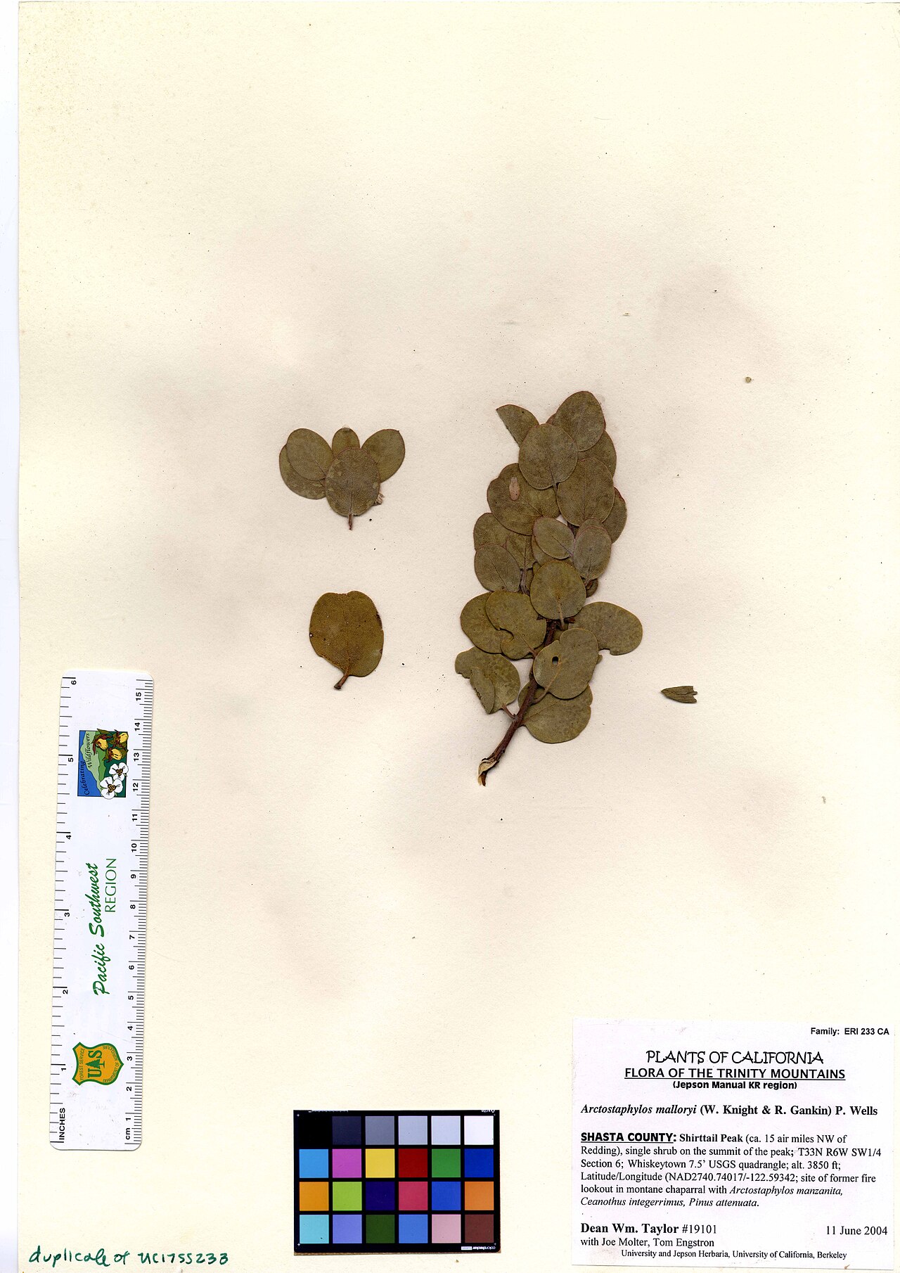 Arctostaphylos malloryi