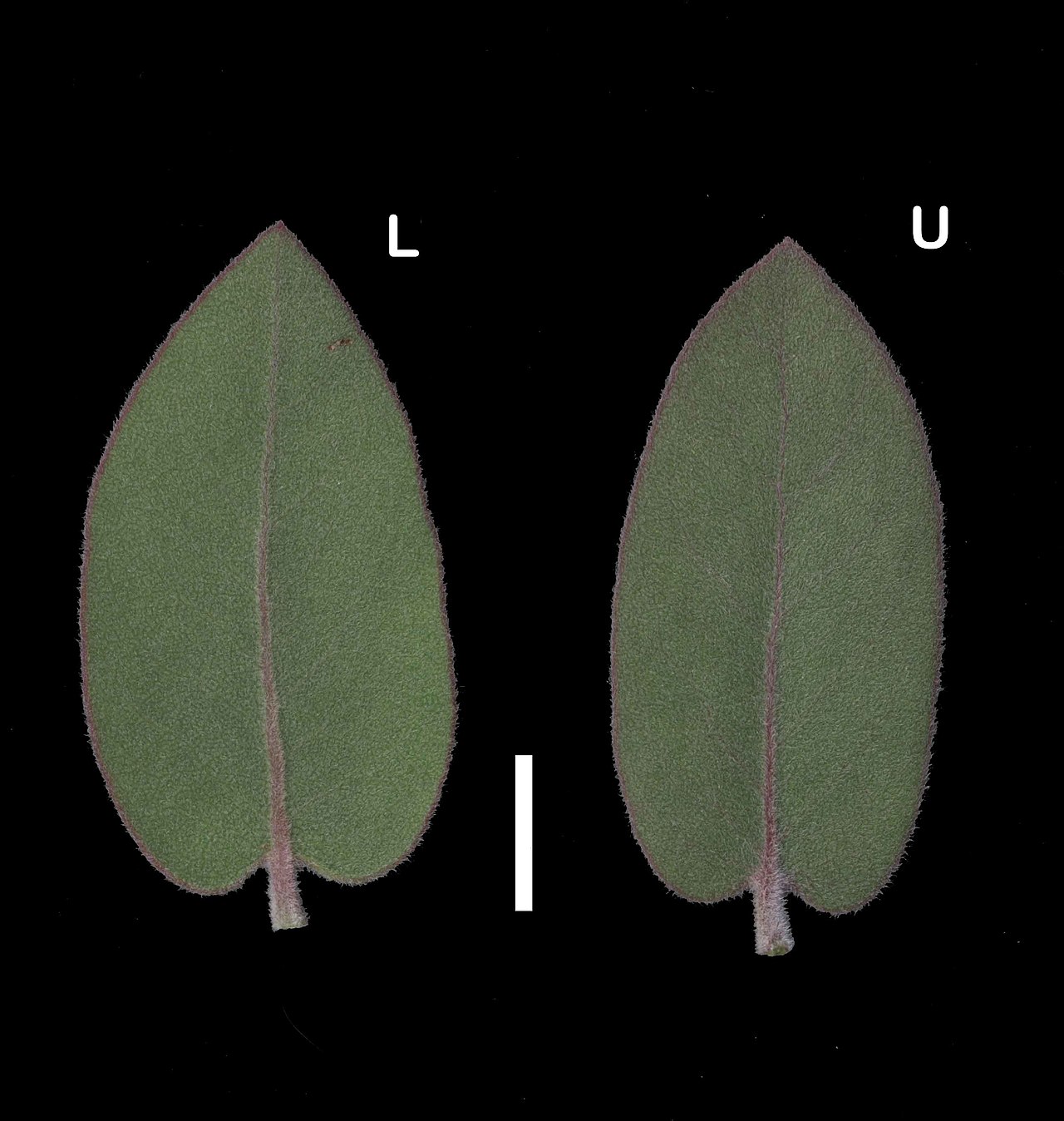 Arctostaphylos glutinosa