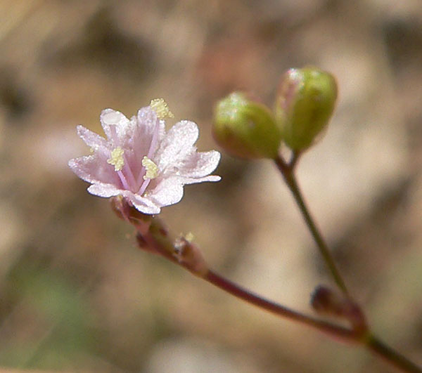 Boerhavia coulteri