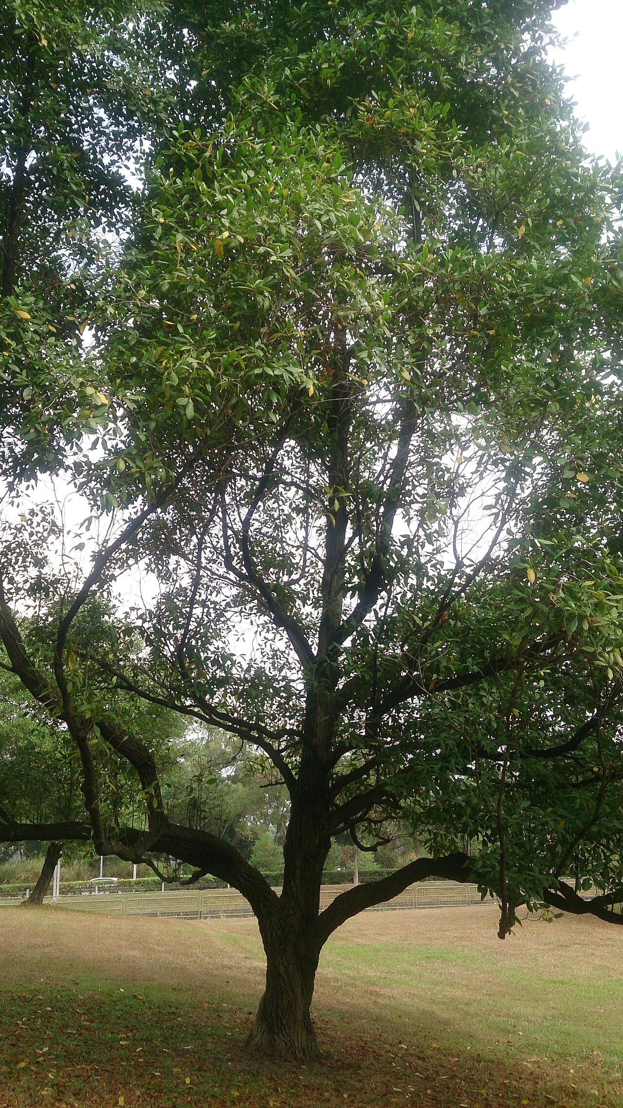 Fagraea fragrans