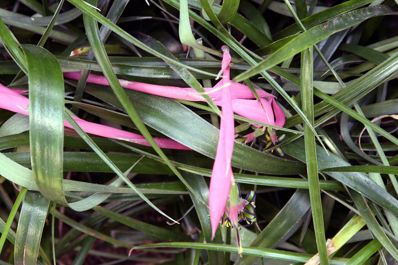 Billbergia nutans