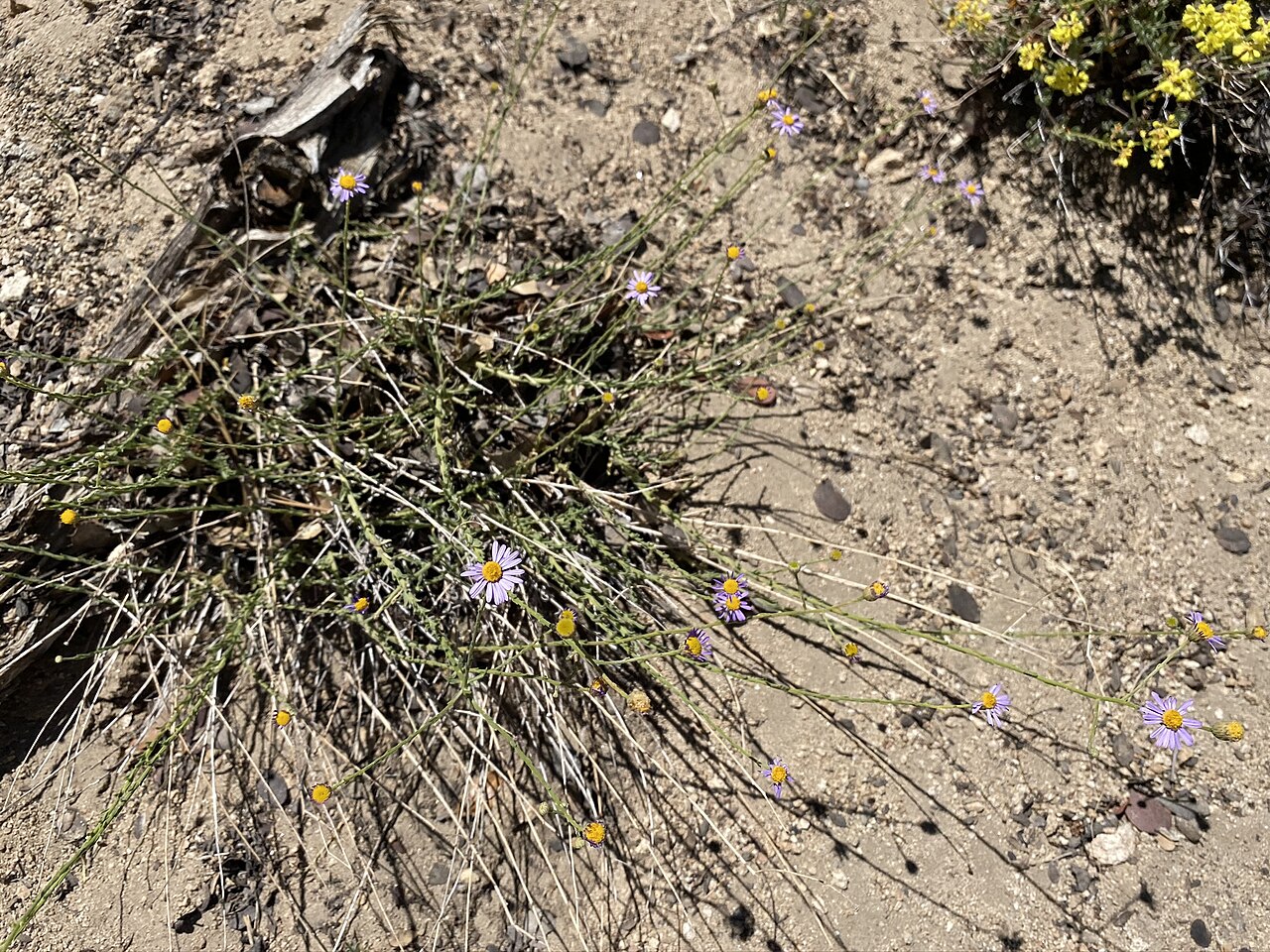 Erigeron breweri