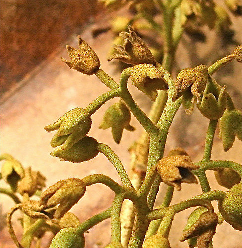 Heritiera longipetiolata