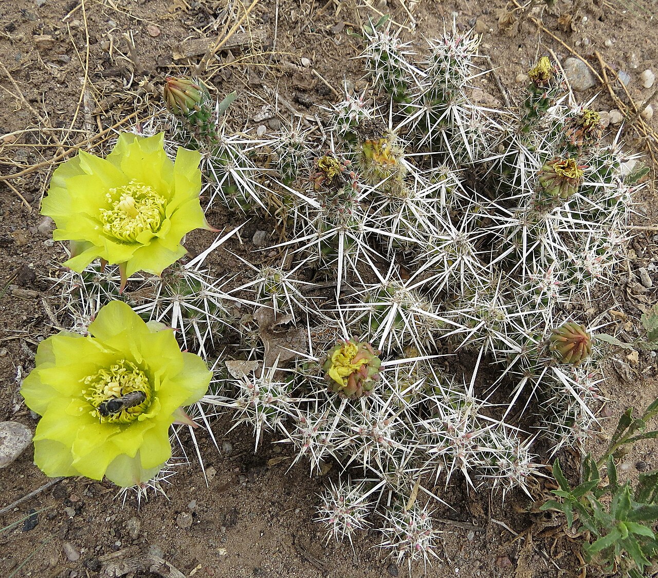 Grusonia clavata