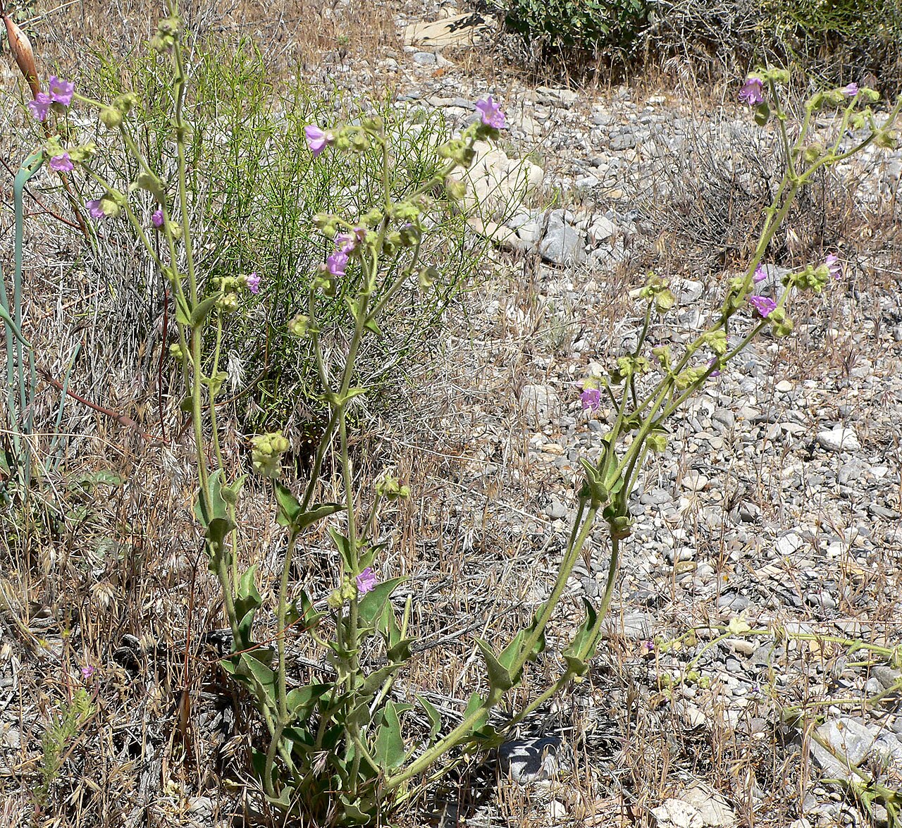 Mirabilis albida