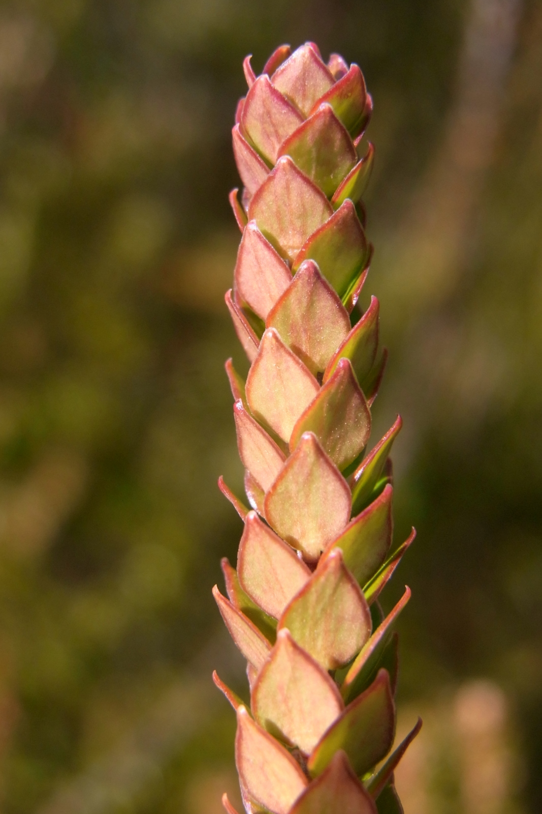 Epacris rhombifolia