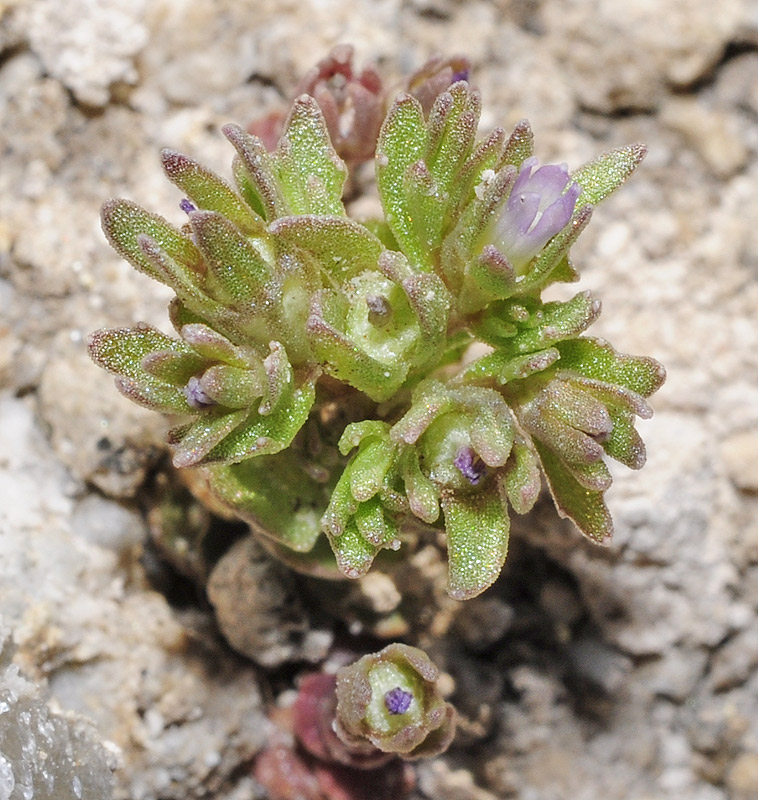 Campanula fastigiata
