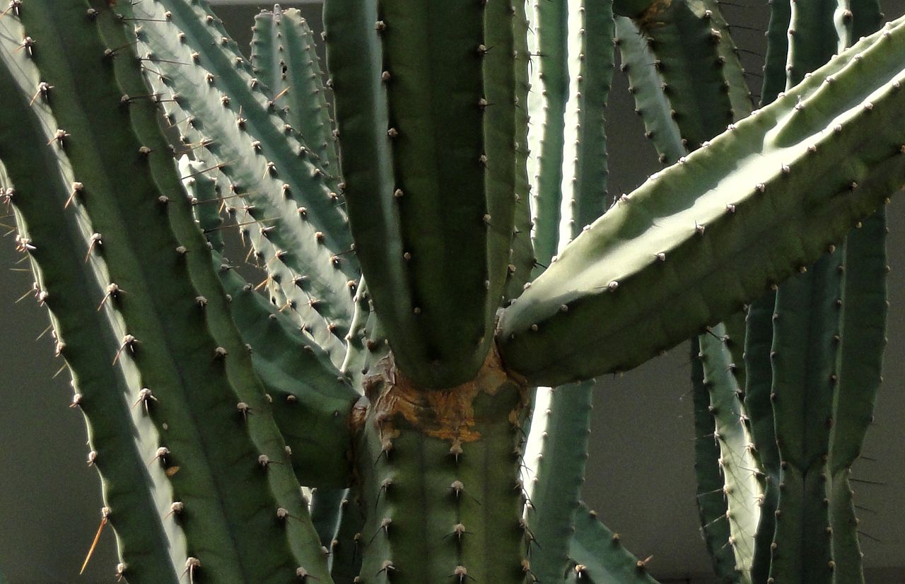 Cereus forbesii