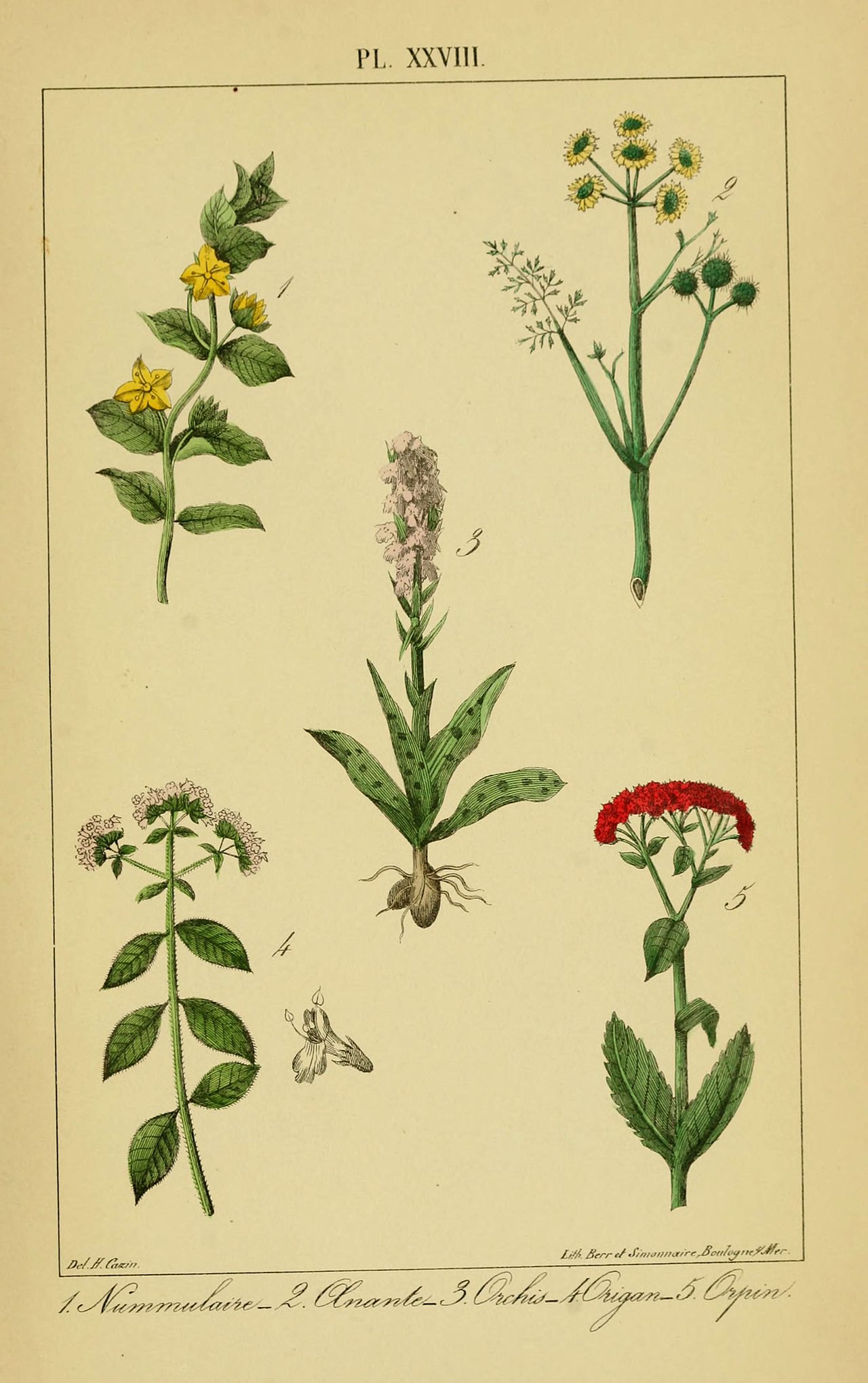 Hylotelephium vulgare