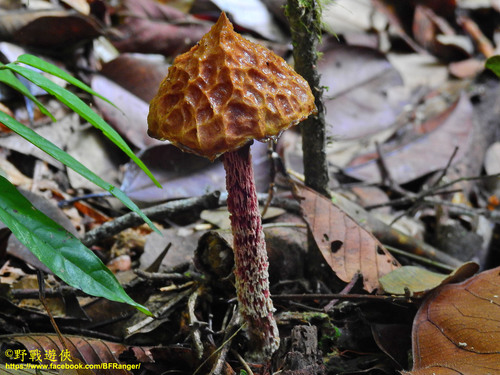 Boletellus longicollis