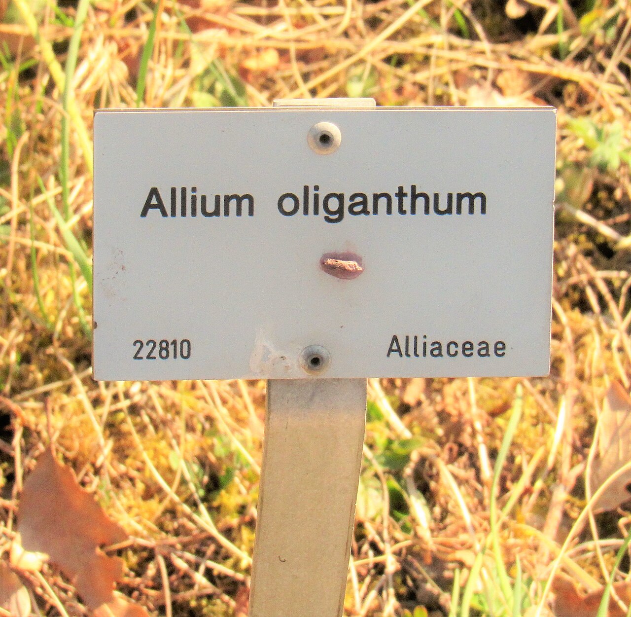 Allium oliganthum