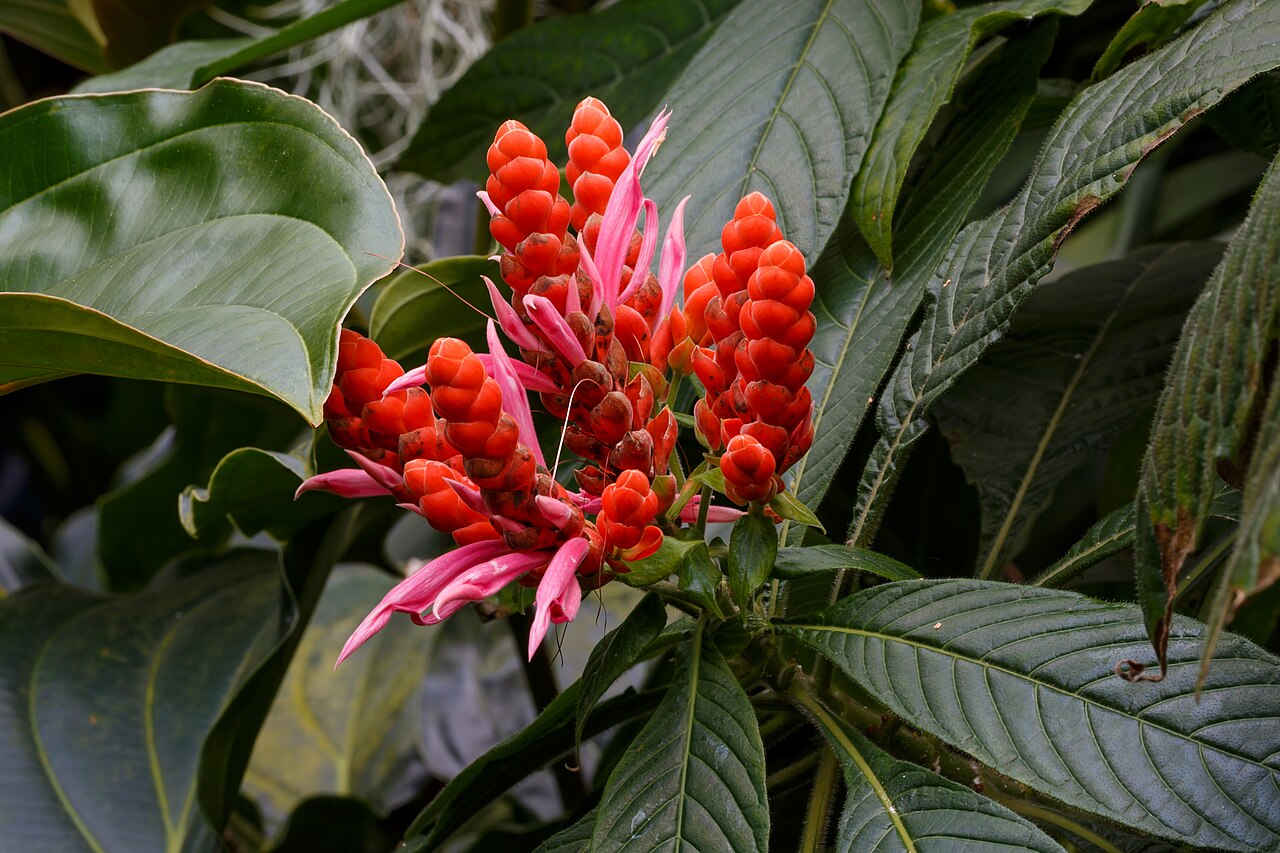 Aphelandra sinclairiana