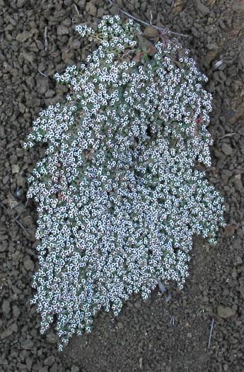 Euphorbia polycarpa