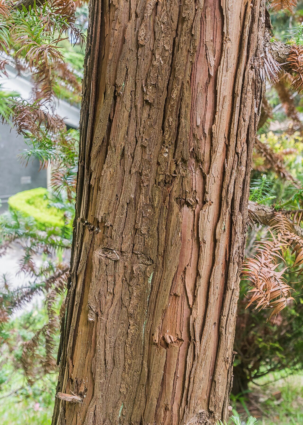 Cunninghamia lanceolata