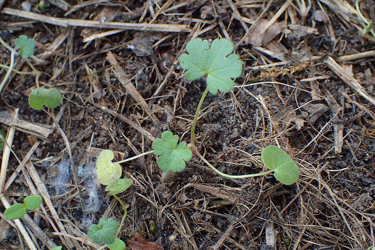 Geranium pyrenaicum