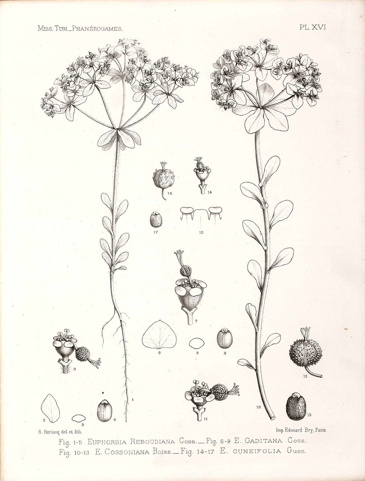 Euphorbia gaditana