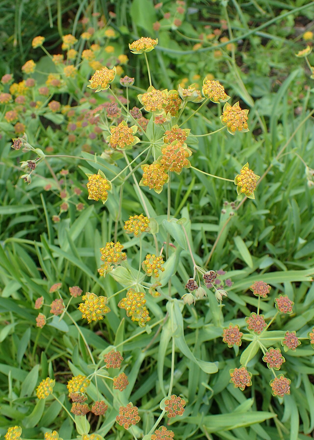 Bupleurum ranunculoides