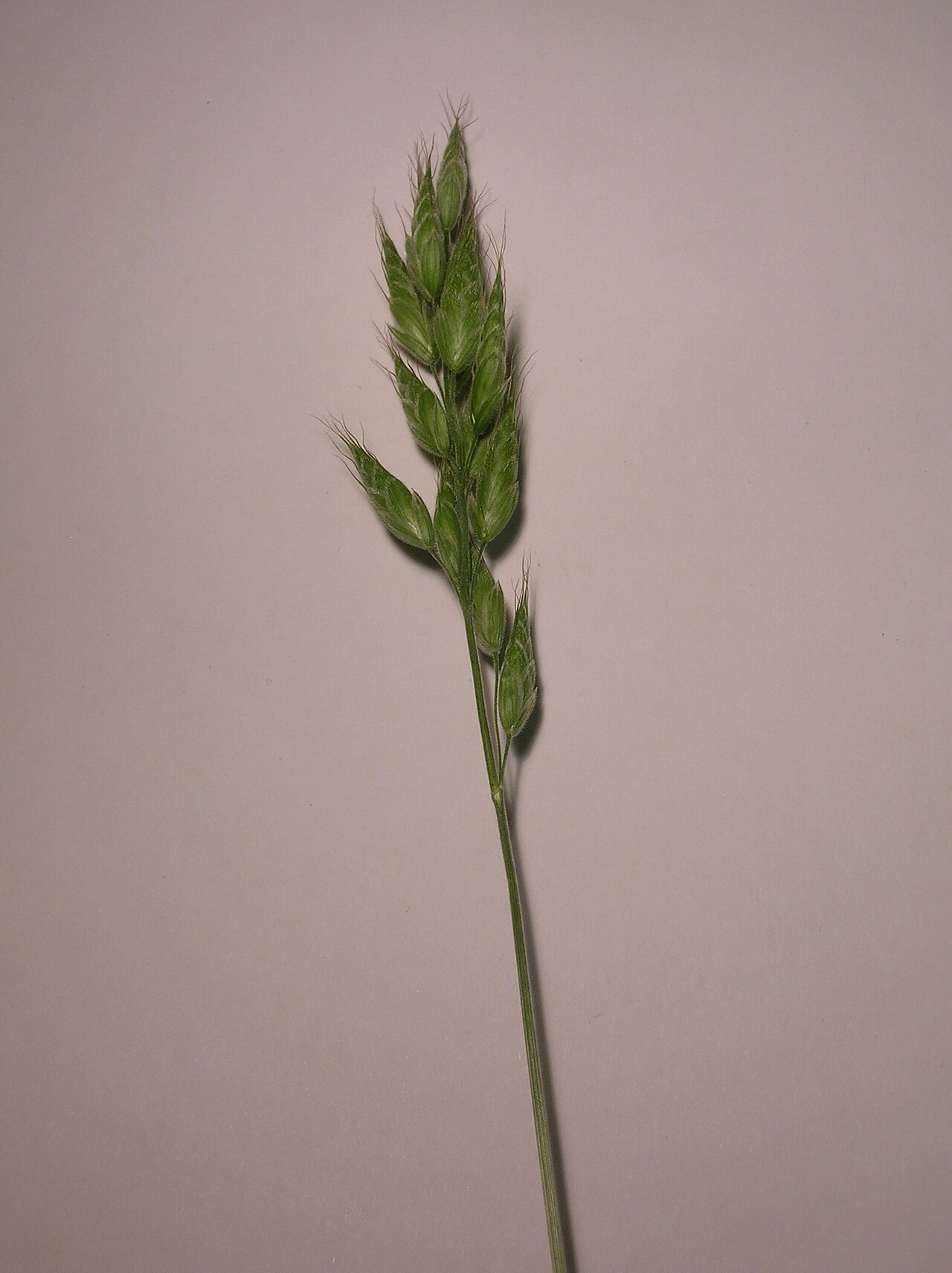 Bromus commutatus