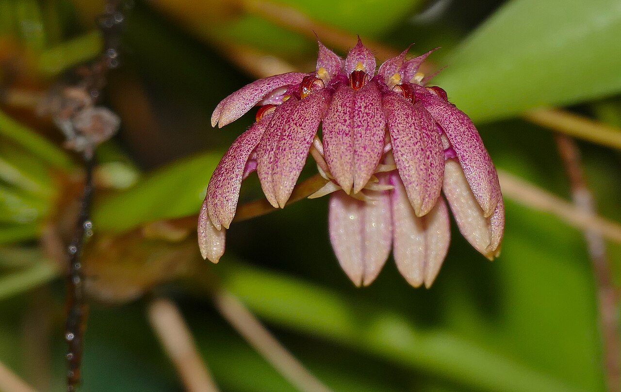 Bulbophyllum asperulum