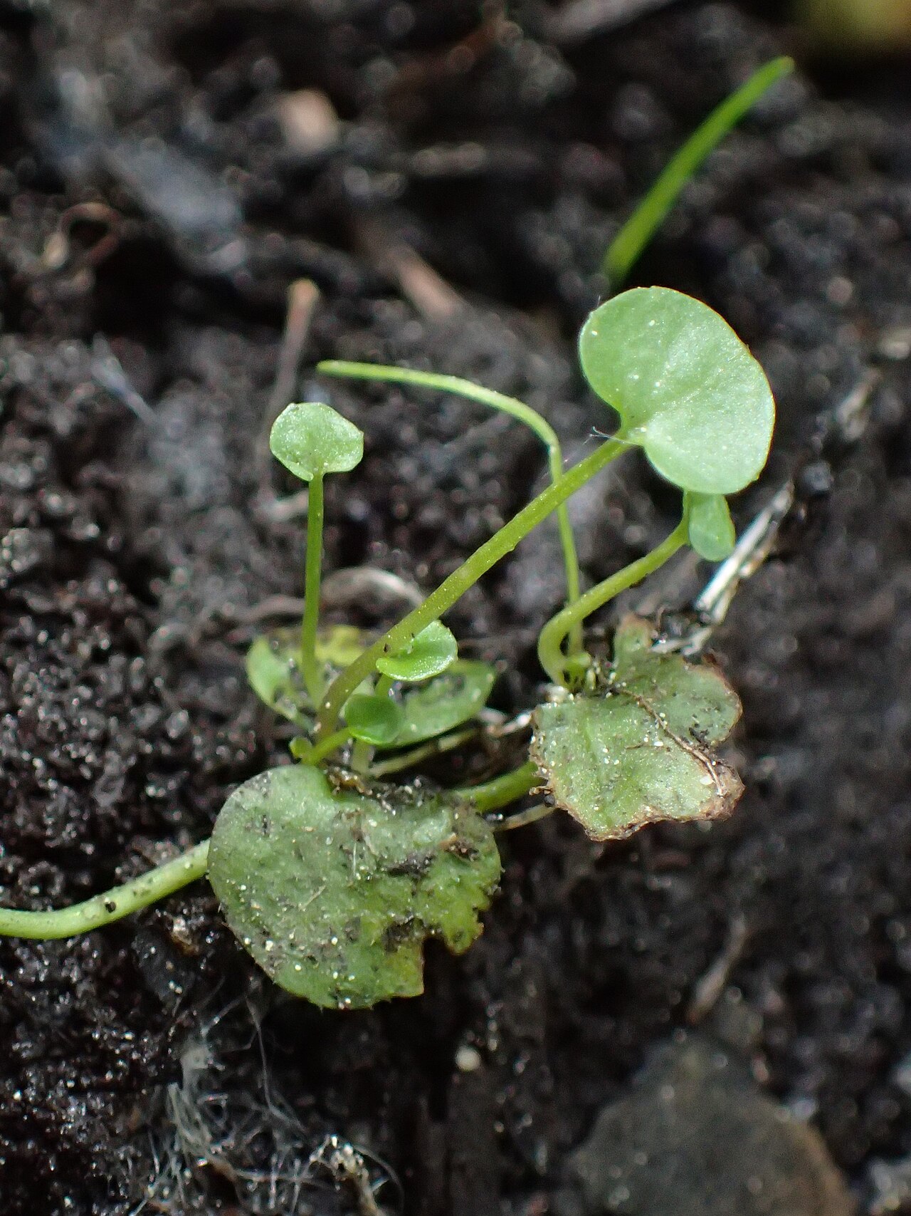 Cardamine amara