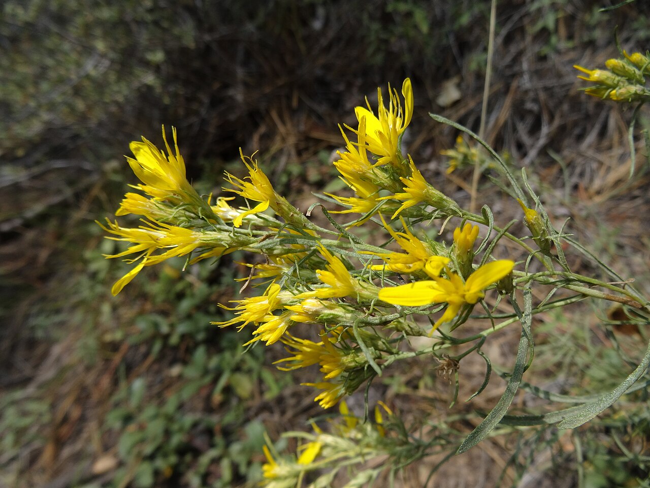 Ericameria bloomeri