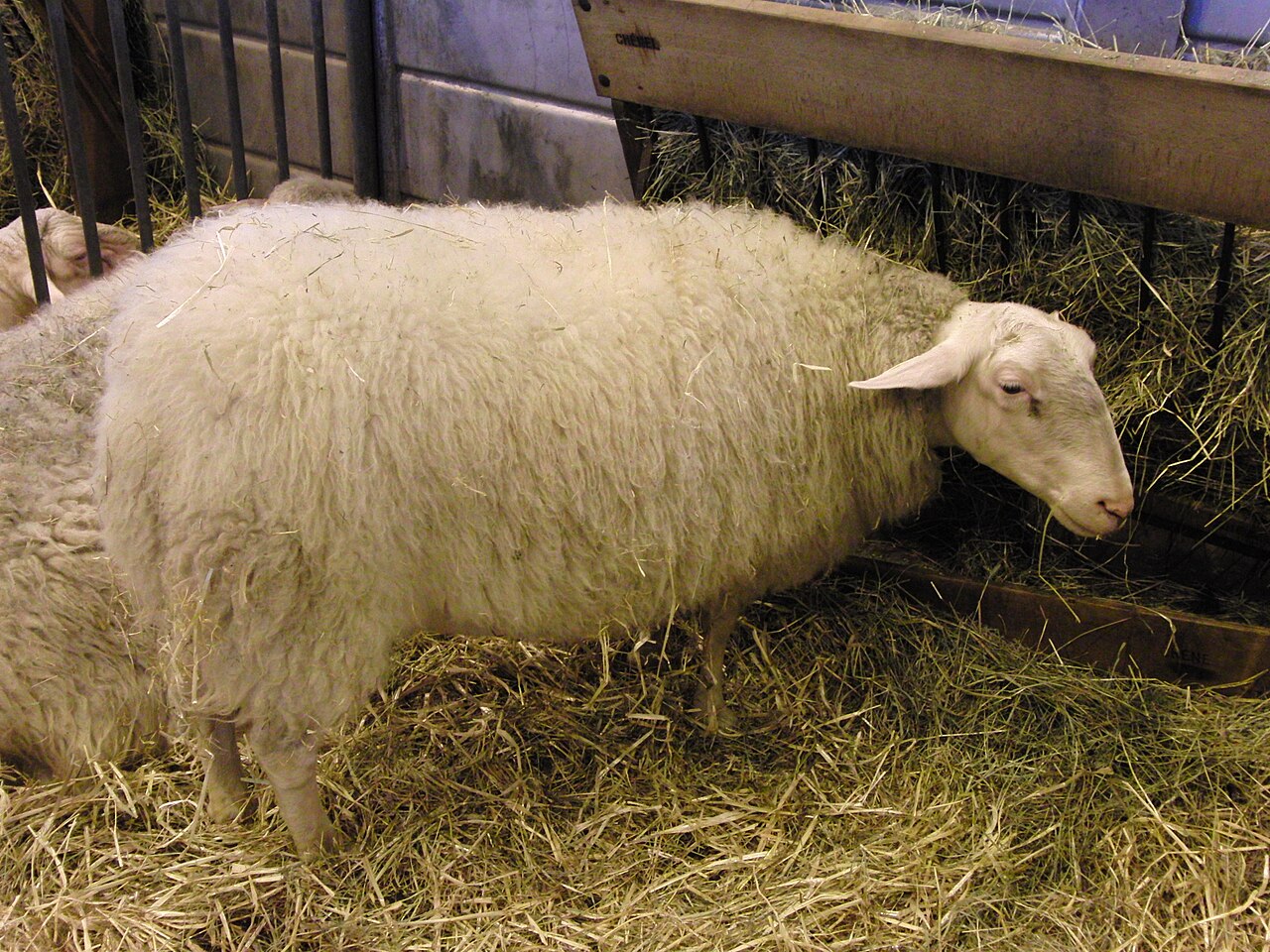 Limousin sheep