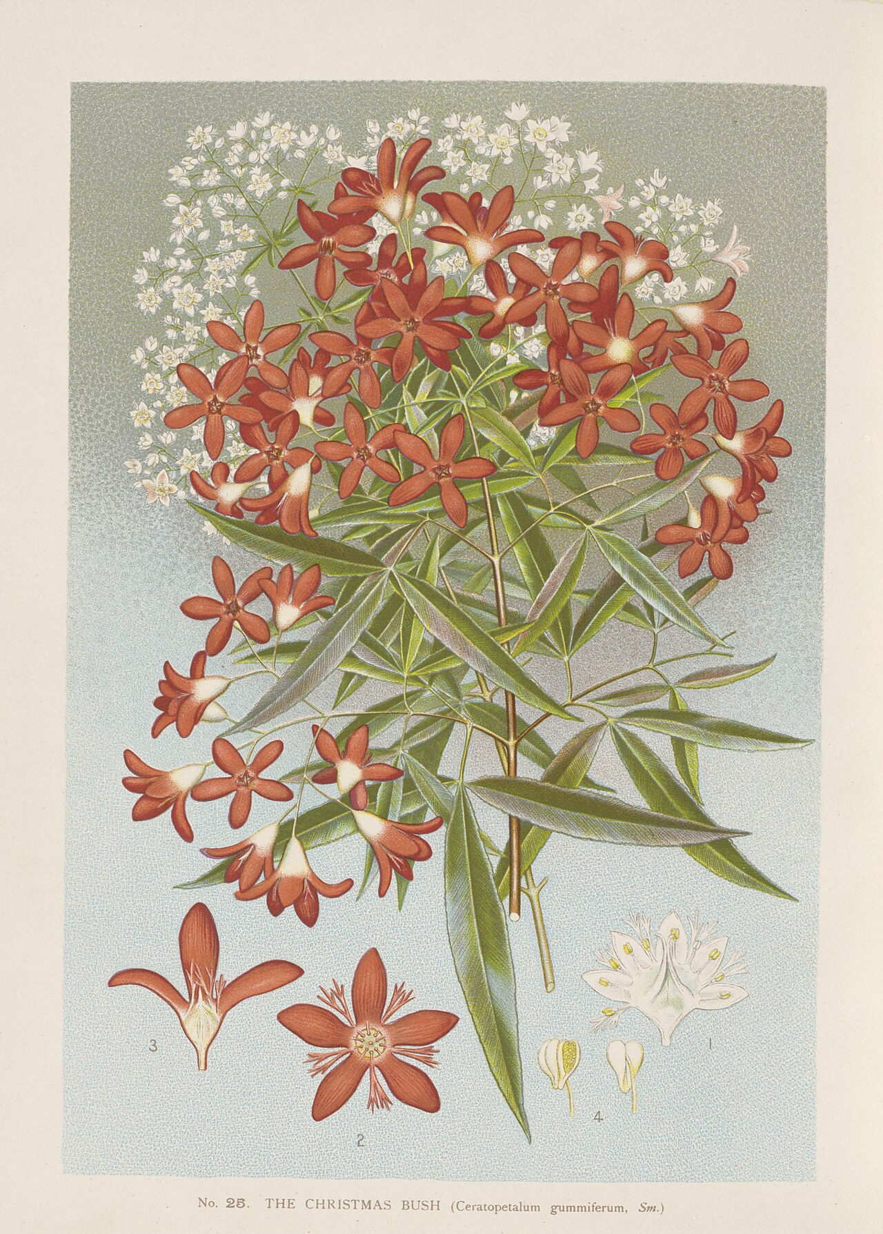 Ceratopetalum gummiferum