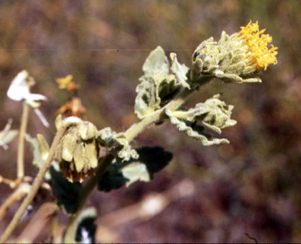 Geraea viscida