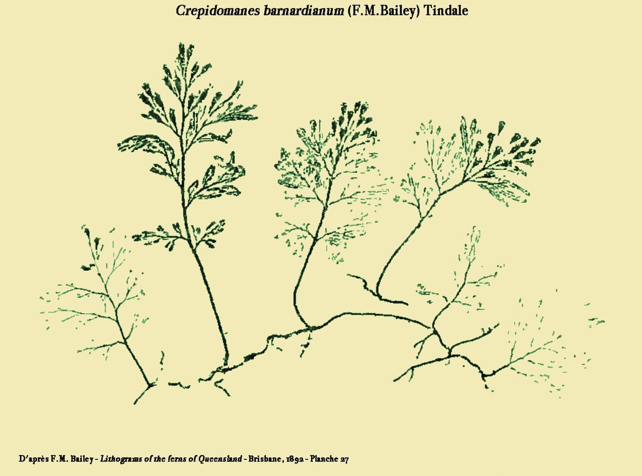 Crepidomanes