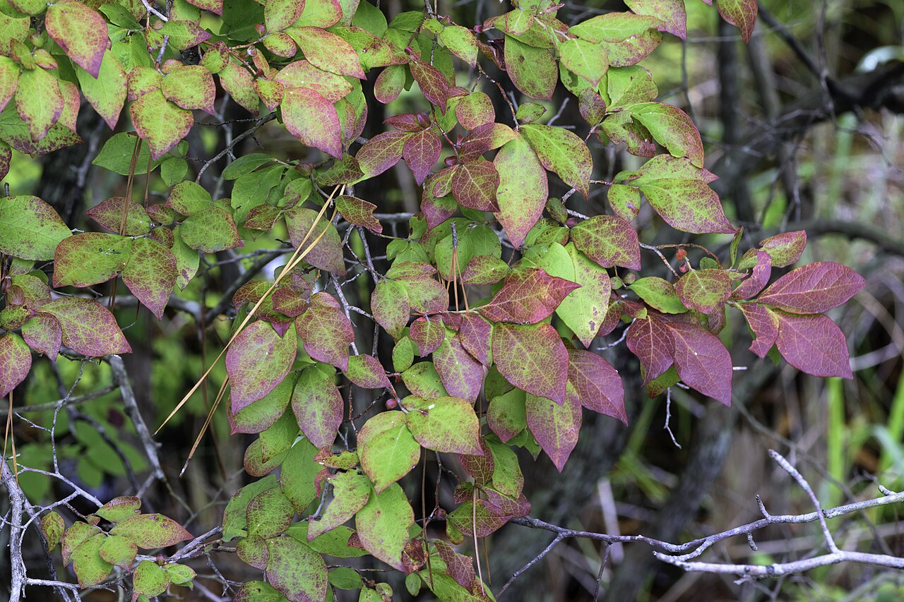Vaccinium corymbosum