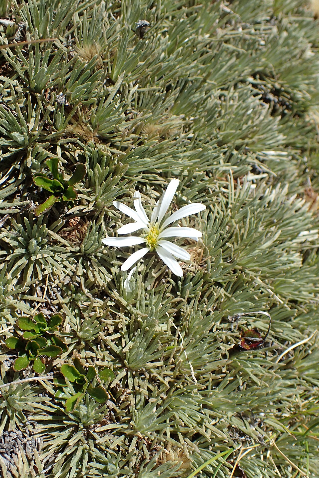 Celmisia sessiliflora