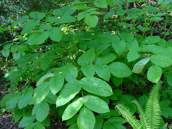 Aralia californica