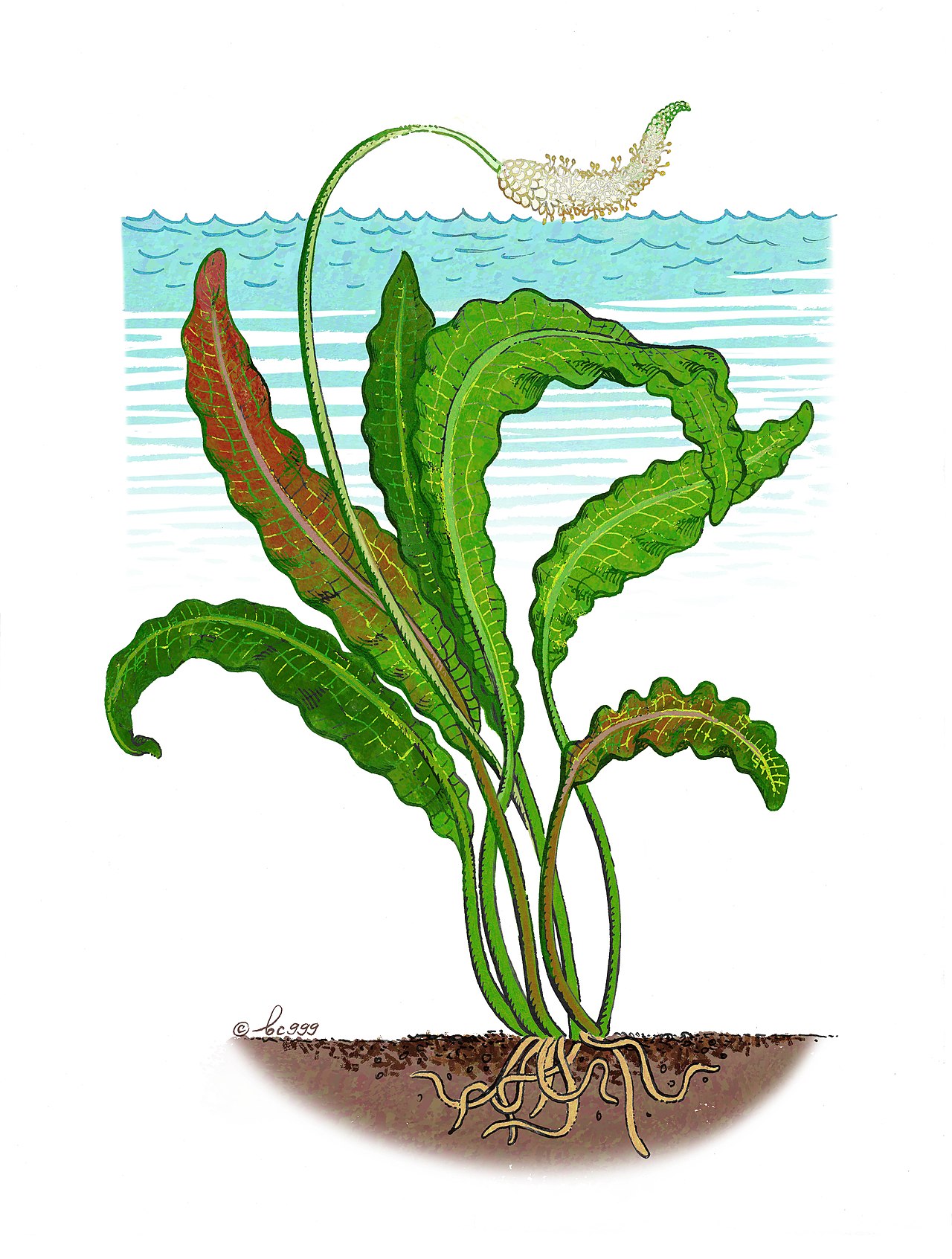 Aponogeton rigidifolius