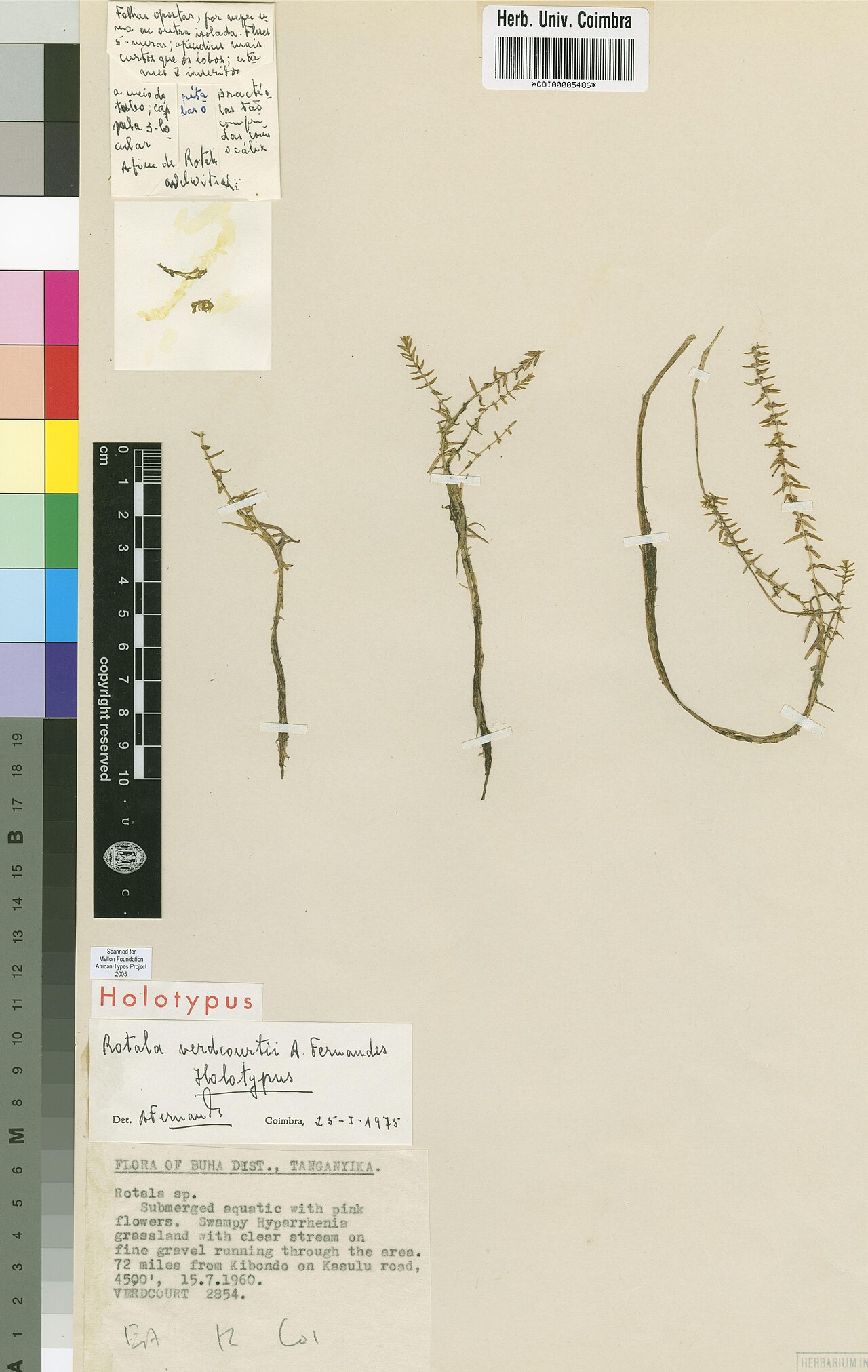 Rotala verdcourtii