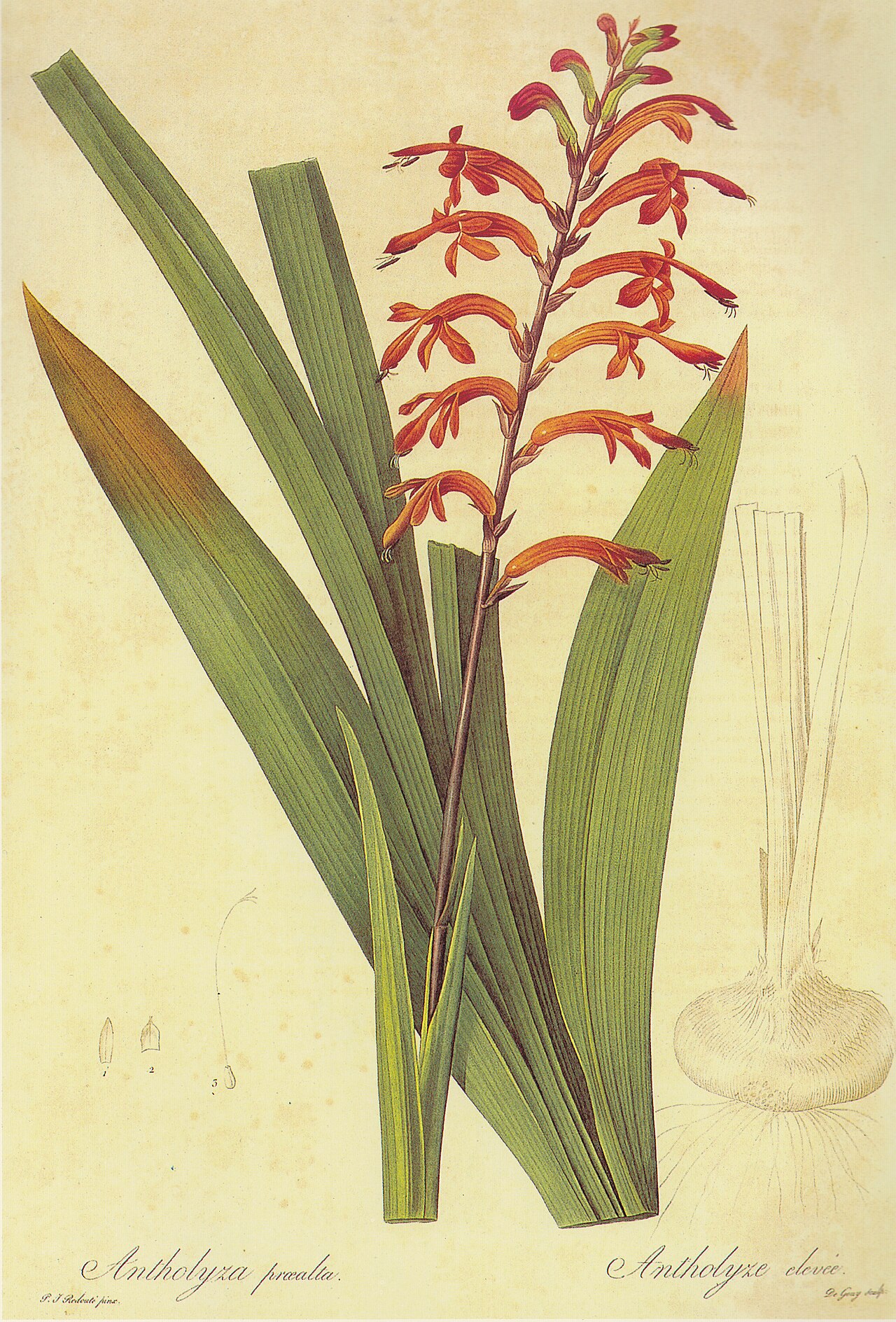 Chasmanthe