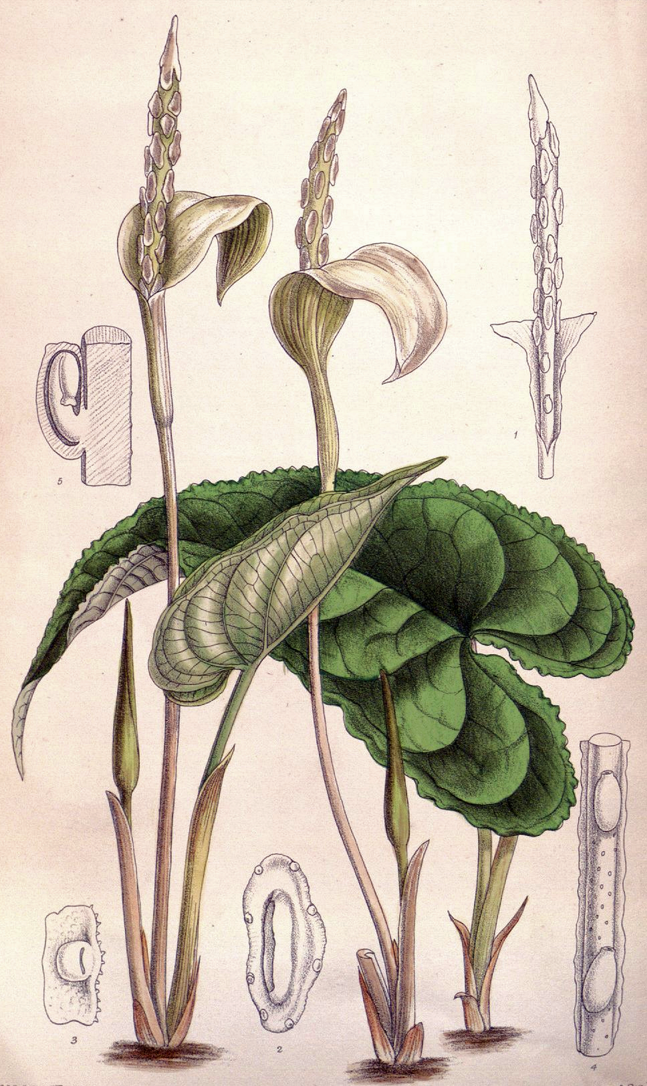Hapaline brownii