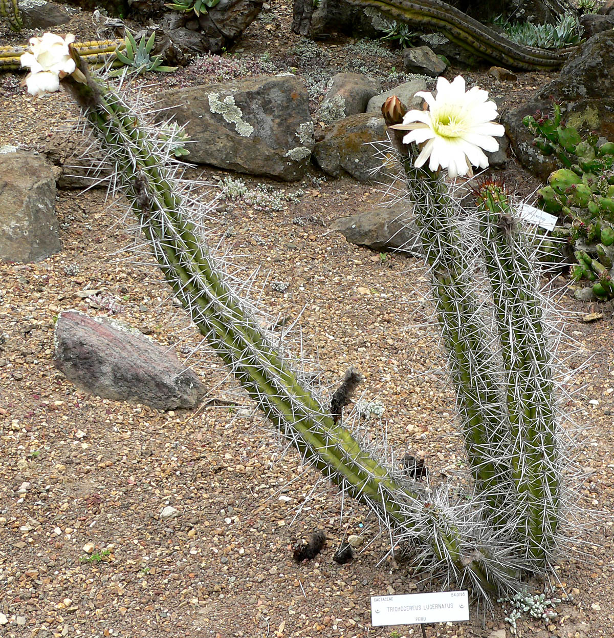 Echinopsis chalaensis