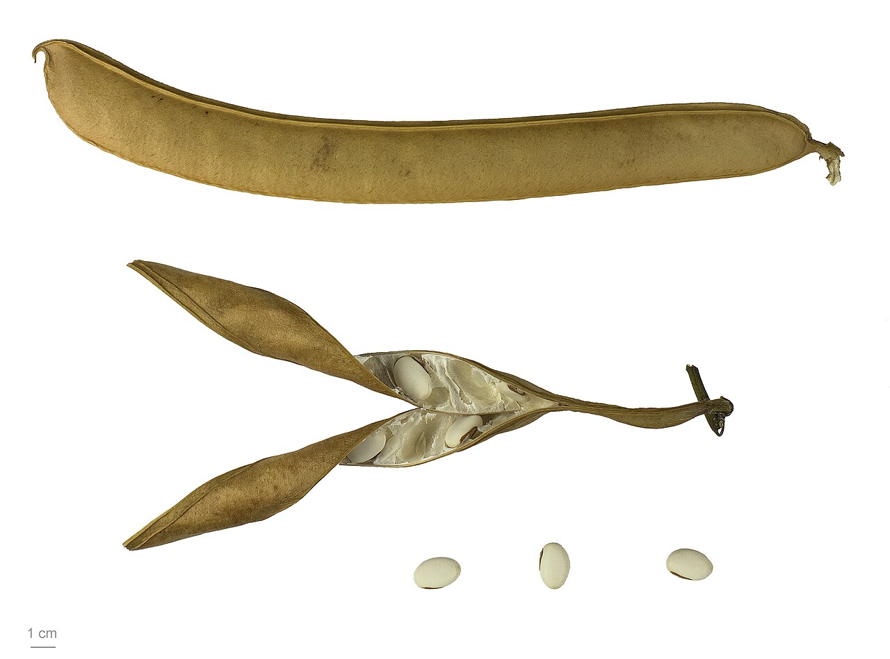 Canavalia ensiformis
