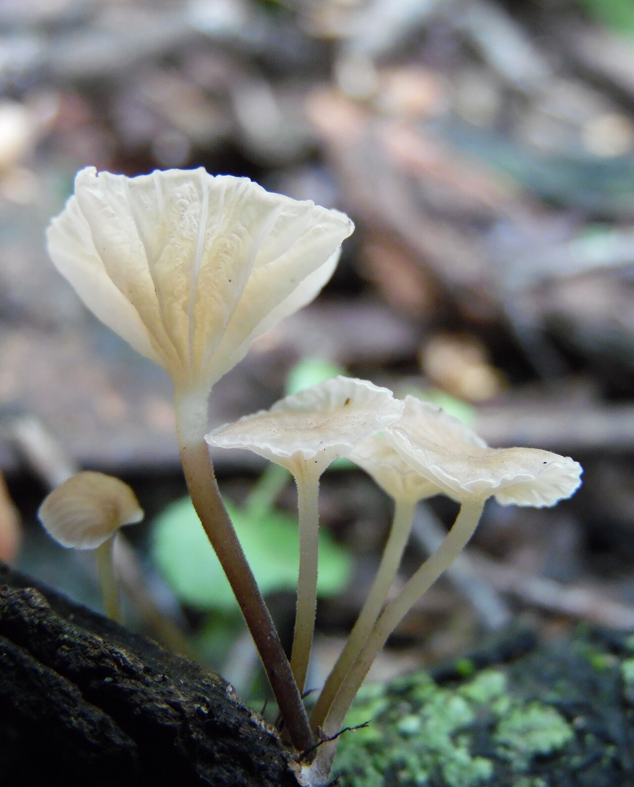 Gerronema viridilucens