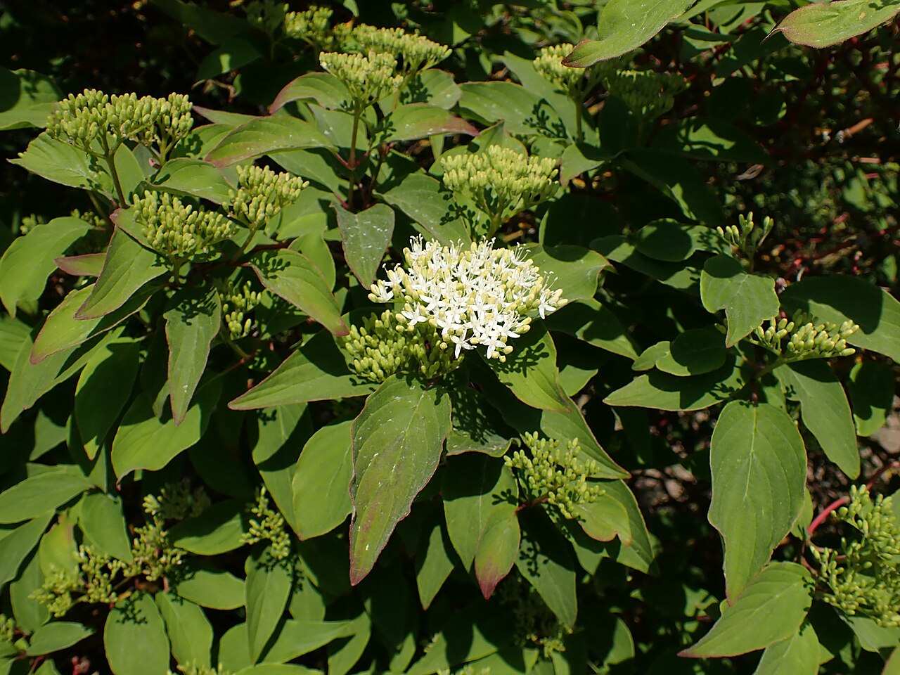 Cornus bretschneideri