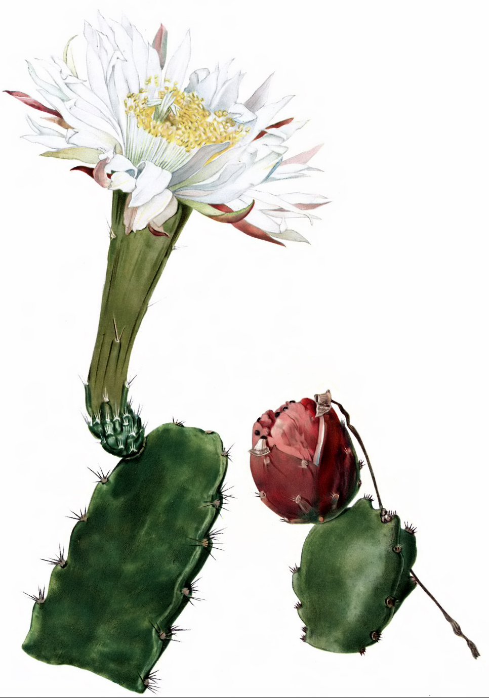 Acanthocereus subinermis