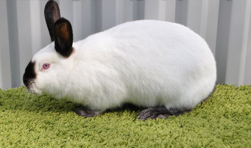 Californian rabbit